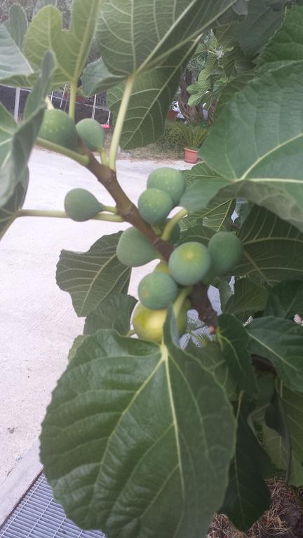Azienda Agricola Cuntarati Bronte Kültér fotó